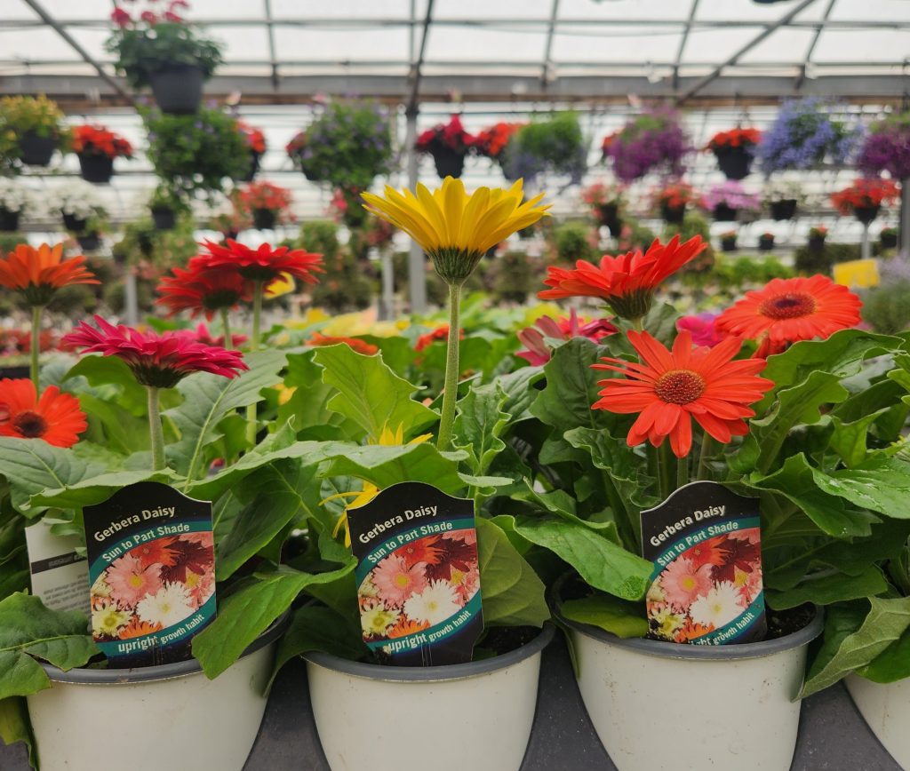MasterTag plant tags in plants